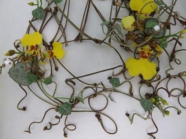 Dainty twig curls and spirals.jpg Dainty twig curls and spirals.jpg