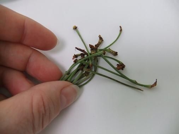 Dry the stems till just brown Dry the stems till just brown