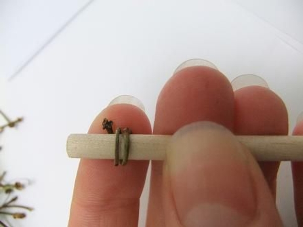 For a larger spiral wrap the twig around a dowel stick. For a larger spiral wrap the twig around a dowel stick.