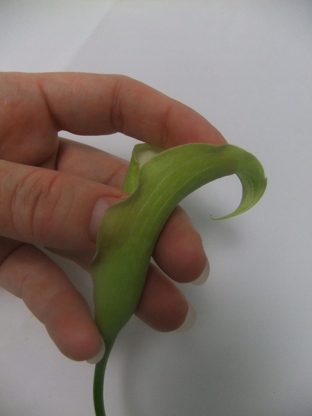 Gently fold the arum petal open and the over. Gently fold the arum petal open and the over.