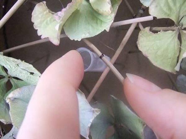 Glue sticks or reeds to create long stems for small test tubes. Glue sticks or reeds to create long stems for small test tubes.