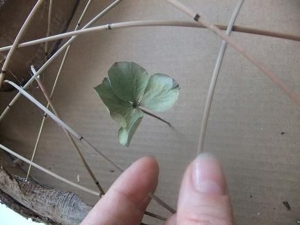 Glue the dried flowers on to a reed or stick and glue to the bottom of the design.jpg Glue the dried flowers on to a reed or stick and glue to the bottom of the design.jpg