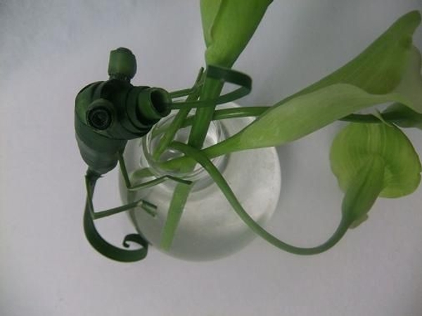 Green Chameleon admiring the arum lilies . Green Chameleon admiring the arum lilies .