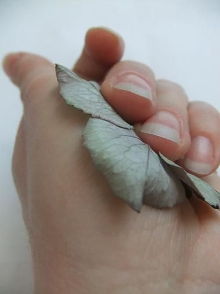 Hold the hydrangea flower in the palm of your hand. Hold the hydrangea flower in the palm of your hand.