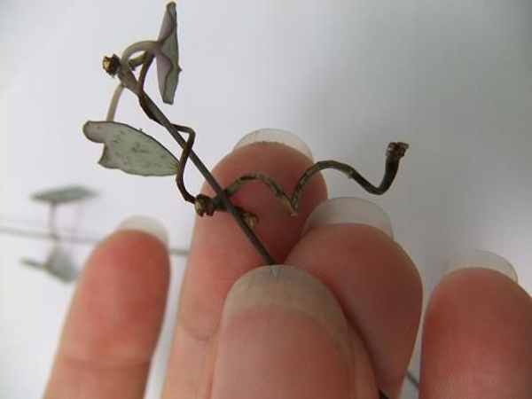 Hook the next stem into the first. Hook the next stem into the first.