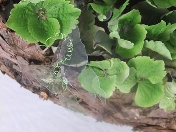 Whisper butterflies on a wire tendril.