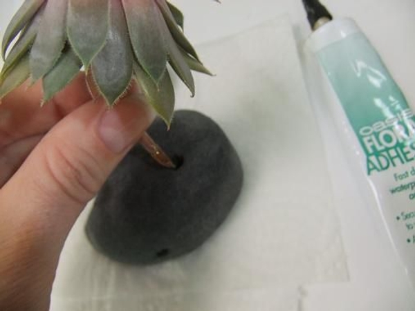 Add a tiny drop of glue to secure the succulent to the pebble. Add a tiny drop of glue to secure the succulent to the pebble.