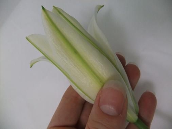 Carefully peel the petals open. Carefully peel the petals open.