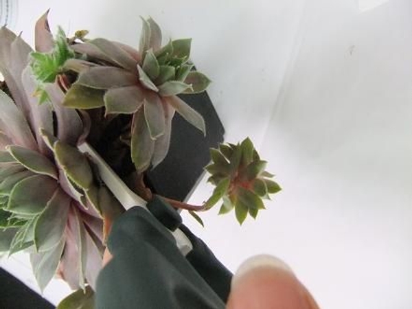 Cut the rosette from the main plant Cut the rosette from the main plant