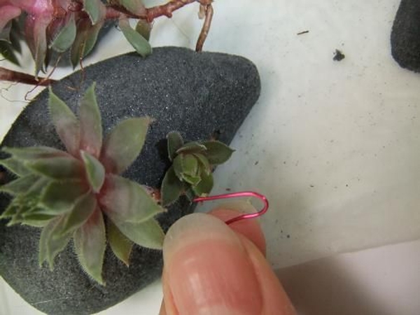 For long trailing shoots you will need to add a hairpin wire to keep the plant in place.jpg For long trailing shoots you will need to add a hairpin wire to keep the plant in place.jpg