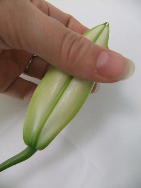 Gently roll the lily. Gently roll the lily.