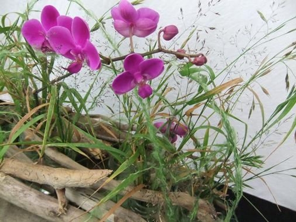 Phalaenopsis or Moth orchids flutter casually through the long stems of wild grass. Phalaenopsis or Moth orchids flutter casually through the long stems of wild grass.