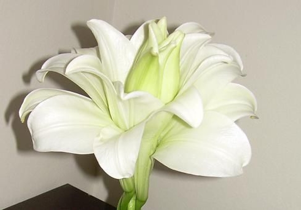 Plait the lily stems together to create a full flower head. Plait the lily stems together to create a full flower head.