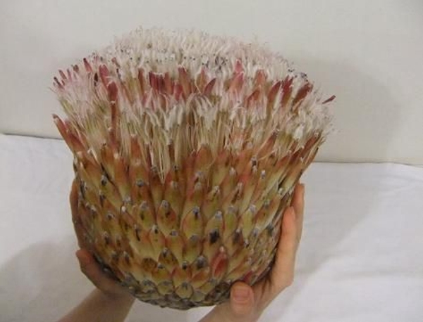 Protea Composite Protea Composite