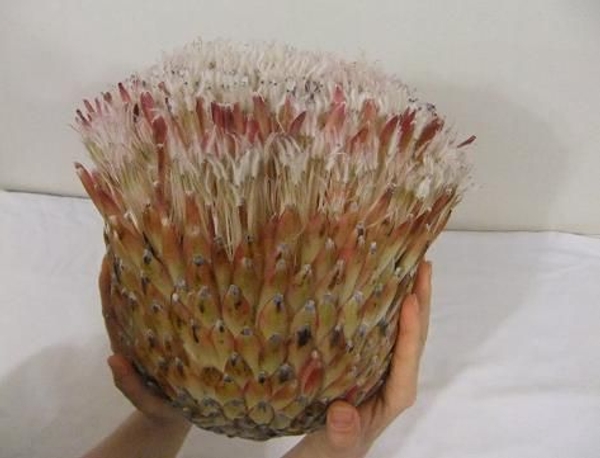 Protea Composite