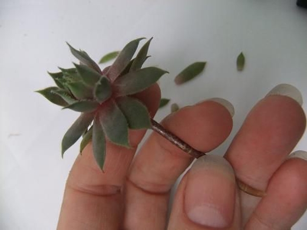 Remove any damaged or dry leaves or spend flower stems Remove any damaged or dry leaves or spend flower stems