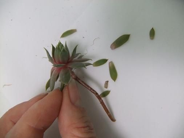 Remove any damaged or dry leaves Remove any damaged or dry leaves
