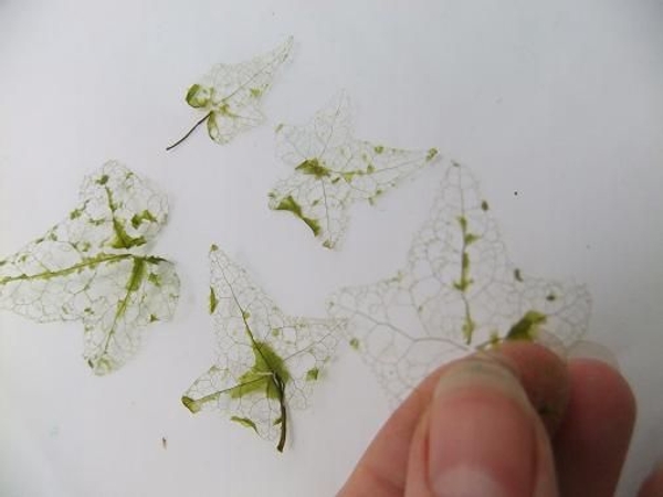 A batch of skeleton Ivy leaves, ready to design with A batch of skeleton Ivy leaves, ready to design with