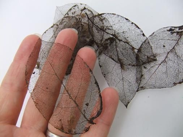 A batch of skeleton Salal leaves A batch of skeleton Salal leaves