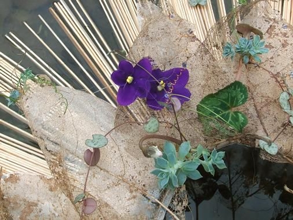 African violet, Ceropegia woodii, Echiveria and Cyclamen flowers and foliage rest on a whirl of skeleton leaves African violet, Ceropegia woodii, Echiveria and Cyclamen flowers and foliage rest on a whirl of skeleton leaves