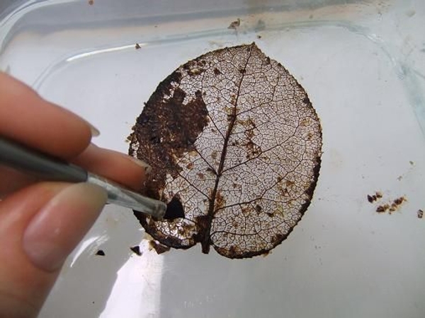 Almost a skeleton leaf. Almost a skeleton leaf.
