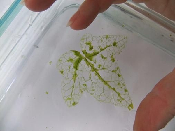 As the leaf dry it will pull away from the glass. As the leaf dry it will pull away from the glass.