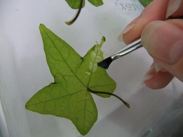 Continue to blot away moisture and painting the leave with water. Continue to blot away moisture and painting the leave with water.