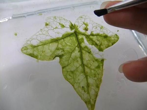 Flip the leaf over and clean the other side Flip the leaf over and clean the other side