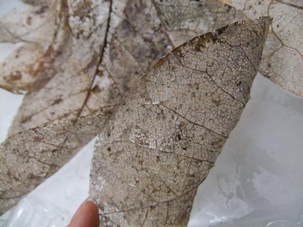 Gently bend the top edge of the leaf over. Gently bend the top edge of the leaf over.