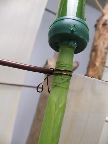 Hang the stem upside down on the wire. Hang the stem upside down on the wire.