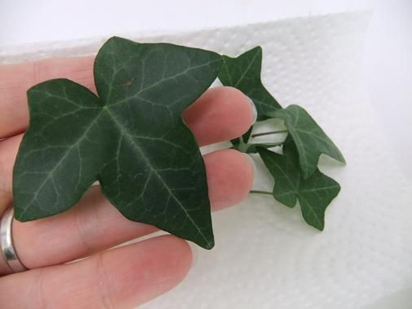 Ivy leaves Ivy leaves
