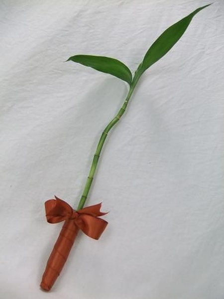 Lucky Bamboo or Ribbon Dracaena stem wrapped with ribbon. Lucky Bamboo or Ribbon Dracaena stem wrapped with ribbon.