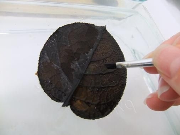 Paint the leaf with clean water and wash away the pulp. Paint the leaf with clean water and wash away the pulp.