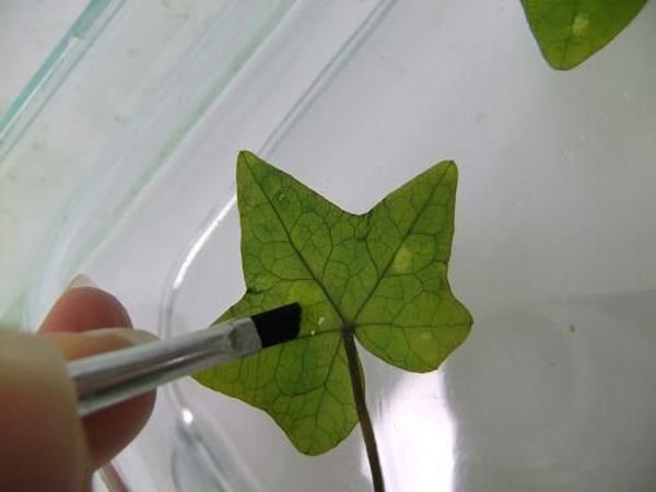 Paint the leaf with water and start to brush away the pulp. Paint the leaf with water and start to brush away the pulp.
