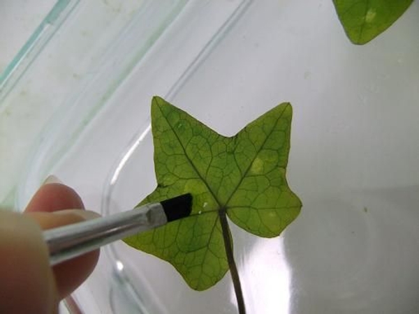 Paint the leaf with water and start to brush away the pulp.