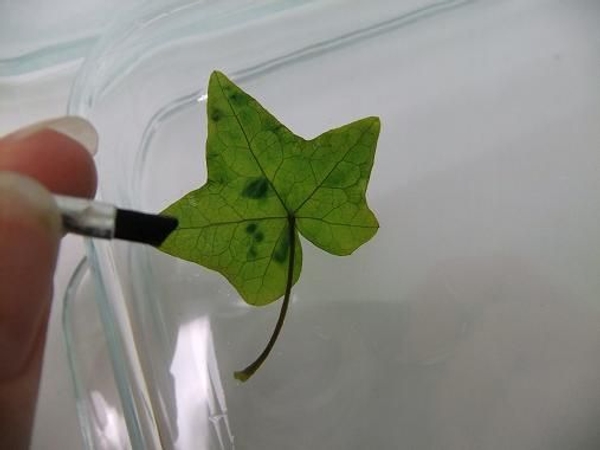 Place the leaf on a smooth flat surface and smooth with a brush. Place the leaf on a smooth flat surface and smooth with a brush.