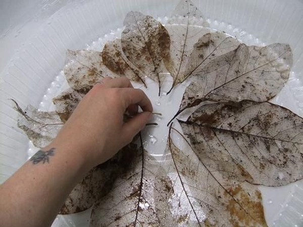 Place the leaves in a large circle and slightly overlap the sides Place the leaves in a large circle and slightly overlap the sides