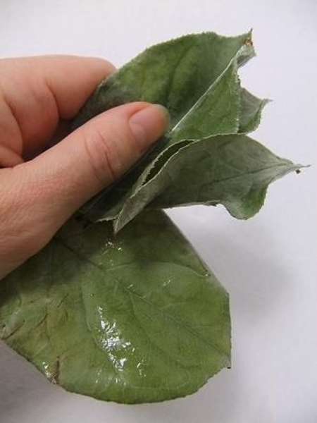 Salal leaves.