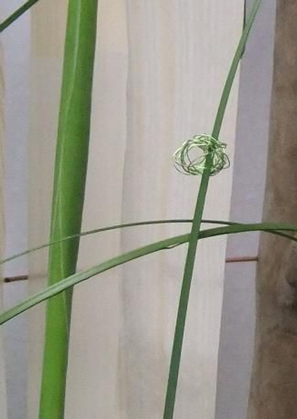 Thread grass, ribbon string or twigs through the baubles. Thread grass, ribbon string or twigs through the baubles.