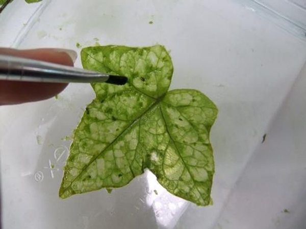 When the veins show through dry the leaf. When the veins show through dry the leaf.