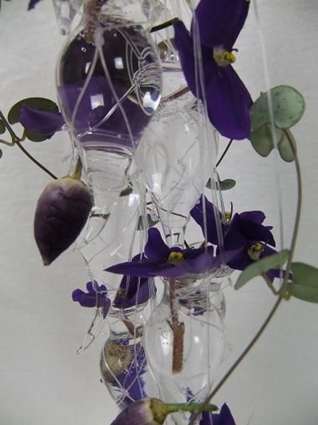 Saintpaulia - African violet Saintpaulia - African violet