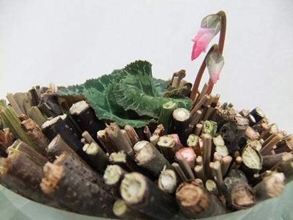 Cyclamen - Cyclamen, English sowbread Cyclamen - Cyclamen, English sowbread
