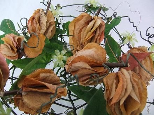 Pumpkins made from autumn leaves.