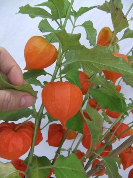 Remove all foliage and clean the stems. Remove all foliage and clean the stems.