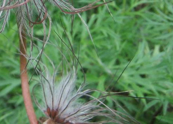 Seed heads of Pasque flowers (Pulsatilla vulgaris) lightly blowing in the wind
