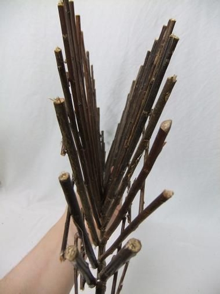 Twig armature from the side. Twig armature from the side.