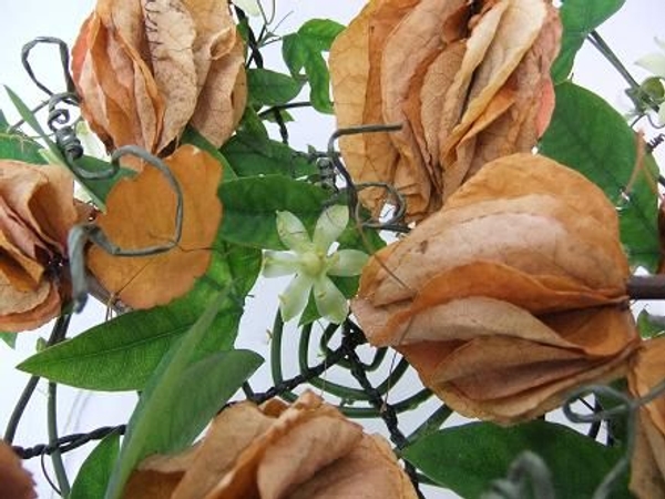 Weave a tray from passion fruit vines. Weave a tray from passion fruit vines.