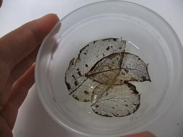 Bleaching leaves Bleaching leaves