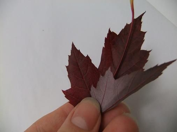 Fold one side of the leaf over to the vain Fold one side of the leaf over to the vain