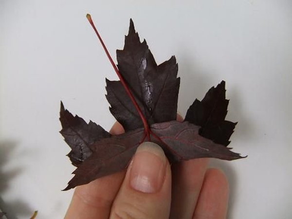 Fold the leaf and stem up.jpg Fold the leaf and stem up.jpg